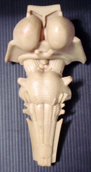 1960s Human Brain Stem Model Warner - Chilcott Vunatomy
