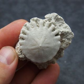 Echinoid 36mm Heliophora Orbiculus Var.  Semisol Fossil Sea Urchin