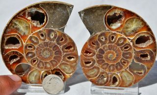 Cut Split Pair Rare Anapuzosia Ammonite D - Shaped Large 80mm Fossil 3.  2 " N8457