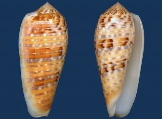 Shell Conus Dusaveli Seashell