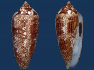 Shell Conus Aureus L Seashell