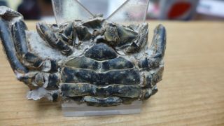 Geological Enterprises Pleistocene Fossil Crab Macrophthalmus Latreillei Africa