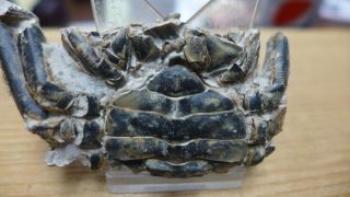GEOLOGICAL ENTERPRISES Pleistocene fossil crab Macrophthalmus latreillei Africa 2