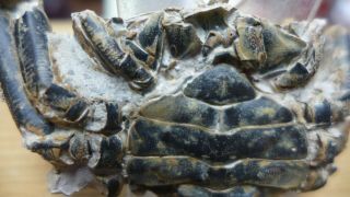 GEOLOGICAL ENTERPRISES Pleistocene fossil crab Macrophthalmus latreillei Africa 3