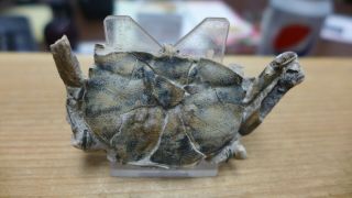 GEOLOGICAL ENTERPRISES Pleistocene fossil crab Macrophthalmus latreillei Africa 4