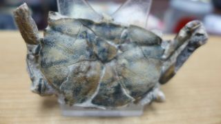 GEOLOGICAL ENTERPRISES Pleistocene fossil crab Macrophthalmus latreillei Africa 5