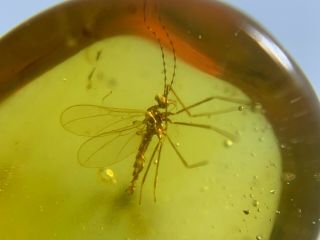 3 Uncommon Diptera Mosquito Fly Burmite Myanmar Amber Insect Fossil Dinosaur Age