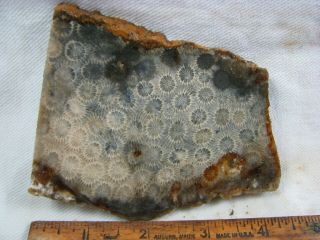 Petrified Black Coral from Indonesia Slab for Cabbing and Polishing 2