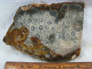 Petrified Black Coral from Indonesia Slab for Cabbing and Polishing 3
