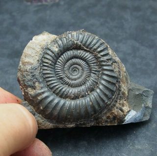 61mm Dactylioceras Commune Ammonite Pos/neg Fossil Jurassic Fossilien Ammoniten