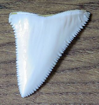 1.  746 " Upper Nature Modern Great White Shark Tooth (teeth)