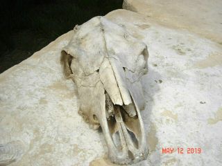 Real Cow Skull Western Cowboy Yard Art Nature Man Cave