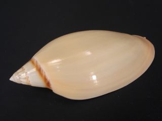 .  (voluta) Amoria Molleri 84.  2mm/gem Australia Seashell