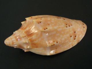 Perfection.  (voluta) Cymbiolacca Pulchra 53.  3mm/gem Australia Seashell