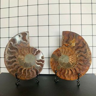 382g Natural A Ammonite Fossils Slice Druzy Nautilus Jade Shell,  Stand