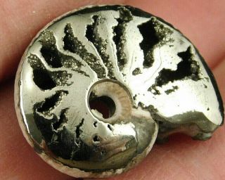 A Little Polished 100 Natural Aaa Pyrite Ammonite Fossil From Russia 8.  70 E