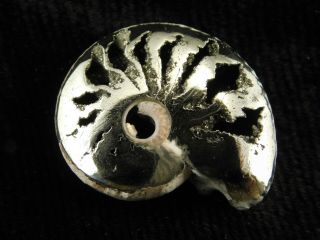 A Little Polished 100 Natural AAA PYRITE Ammonite Fossil From Russia 8.  70 e 2