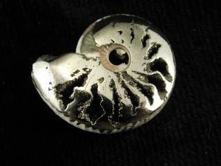 A Little Polished 100 Natural AAA PYRITE Ammonite Fossil From Russia 8.  70 e 6