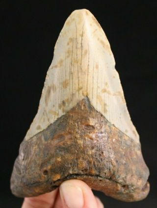 Megalodon Shark Tooth 4.  69 " Extinct Fossil Authentic Not Restored (cg8 - 102)