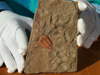 Rare High Detail Devonian Trilobite Fossil 1.  0 " Inch
