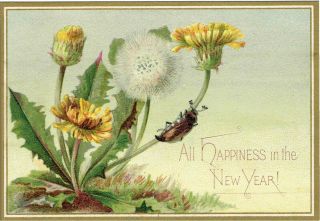 Victorian Year Greetings Card Dandelion With Beetle Climbing Stalk