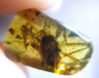Rare Strange Big Insects Burmite Cretaceous Amber Fossil Dinosaurs Era