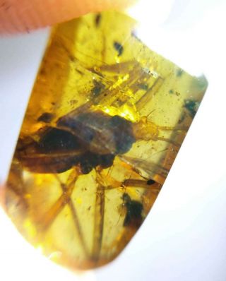 Rare Strange Big insects Burmite Cretaceous Amber fossil dinosaurs era 2