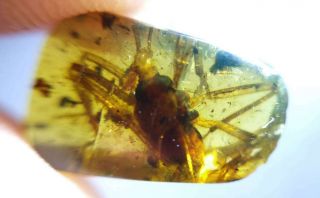 Rare Strange Big insects Burmite Cretaceous Amber fossil dinosaurs era 3