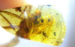 Rare Strange Big insects Burmite Cretaceous Amber fossil dinosaurs era 7