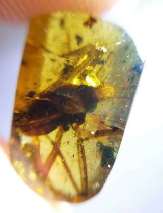 Rare Strange Big insects Burmite Cretaceous Amber fossil dinosaurs era 8