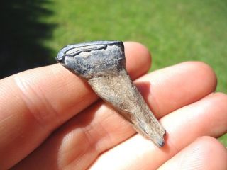 Blue Deciduous Juvenile Horse Incisor Tooth Florida Fossils Teeth Equus Jaw Bone