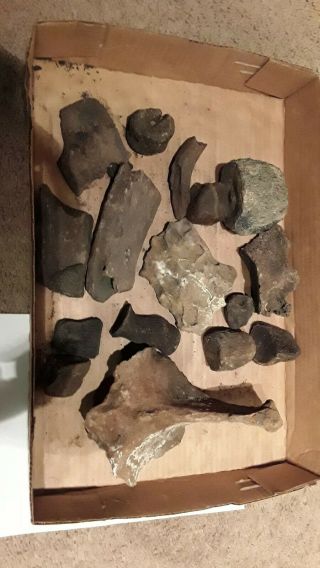 6,  Lbs Fossilized Whale Vertebrae & More From Waccamaw River Sc