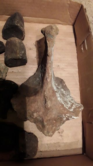 6,  LBS FOSSILIZED WHALE VERTEBRAE & MORE FROM WACCAMAW RIVER SC 3
