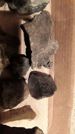 6,  LBS FOSSILIZED WHALE VERTEBRAE & MORE FROM WACCAMAW RIVER SC 4