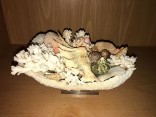 Attractive Coral Bowl Of Seashells Sea Shells With Lucite Base