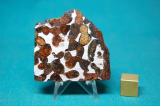 Sericho Pallasite Meteorite 49.  7 Grams