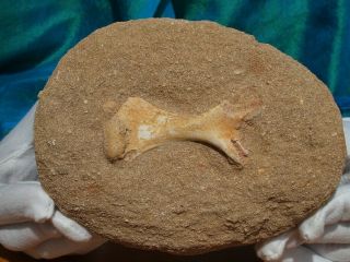Large Spinosaurus Dinosaur Limb Bone Fossil From Morocco 5.  5 " Inches