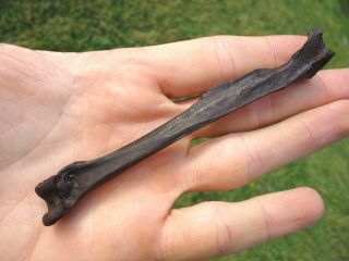 Double Crested Cormorant Tibiotarsus Bone Florida Fossils Bird Avian Bones Skull