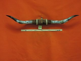 Bull Horns Steer Horn Cow Horn 5 Ft 1 In Mounted Huge Big Texas Longhorn 3525