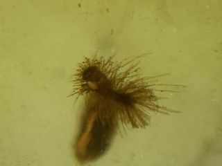 Hairy Dermestidae Beetle Larvae Burmite Myanmar Amber Insect Fossil Dinosaur Age