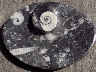 Orthoceras Ammonite Fossil Plate Ashtray Candy,  Jewelry Dish Marble 7697