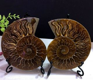 213g Natural A Ammonite Fossils Slice Druzy Nautilus Jade Shell,  Stand