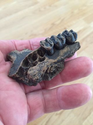 Florida Fossil Manatee Jaw With Teeth