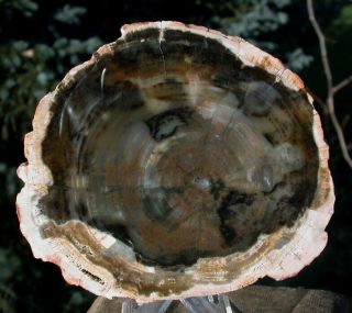 Sis: Magnificent 3 3/4 " Argentina Petrified Wood Round Agate Center