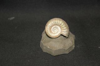 Russian Ammonite Vertumniceras Vertumnum