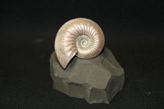 Russian Ammonite Quenstedticeras Lamberti