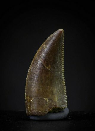 20611 - Top 0.  69 Inch Serrated Abelisaur Dinosaur Tooth Cretaceous