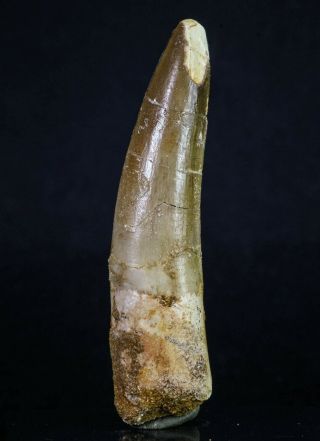 20161 - Well Preserved 3.  15 Inch Spinosaurus Dinosaur Tooth Cretaceous