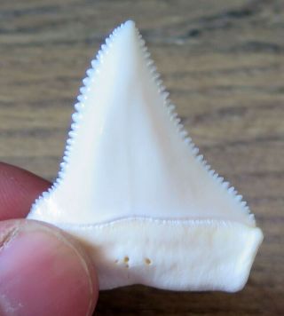 1.  541 " Upper Nature Modern Great White Shark Tooth (teeth)