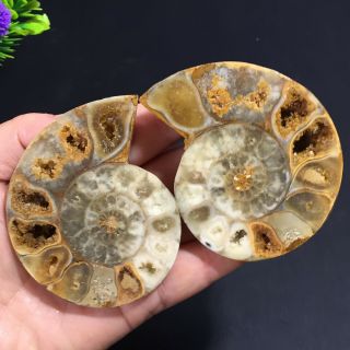 1 - Pair - Half - Cut - Ammonite - Shell - Jurrassic - Fossil - Specimen - Madagasca 142g 2